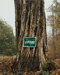 Explore Camp Flag | Oxford Pennant